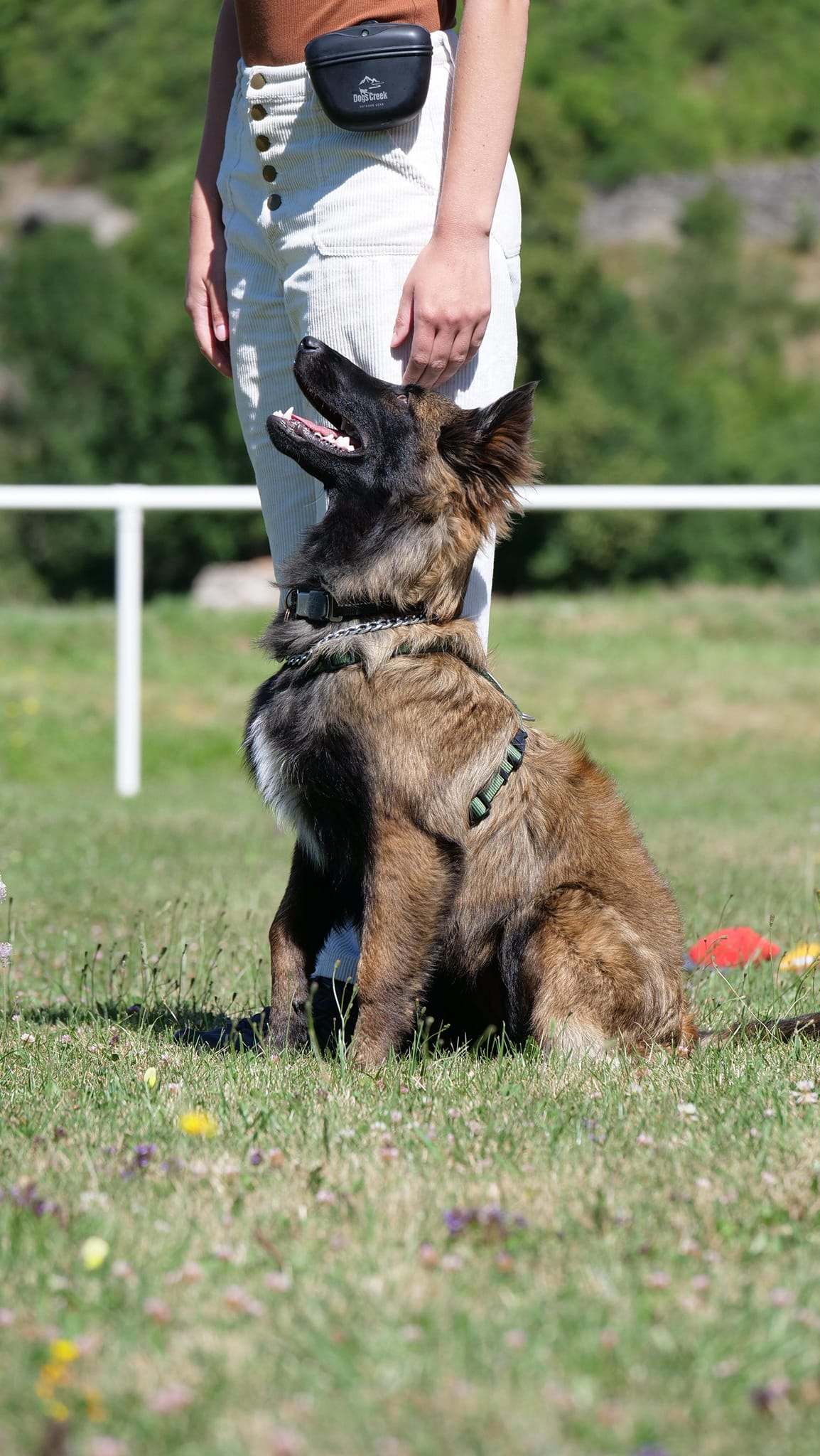 Balades éducatives pour chiens à Belfort