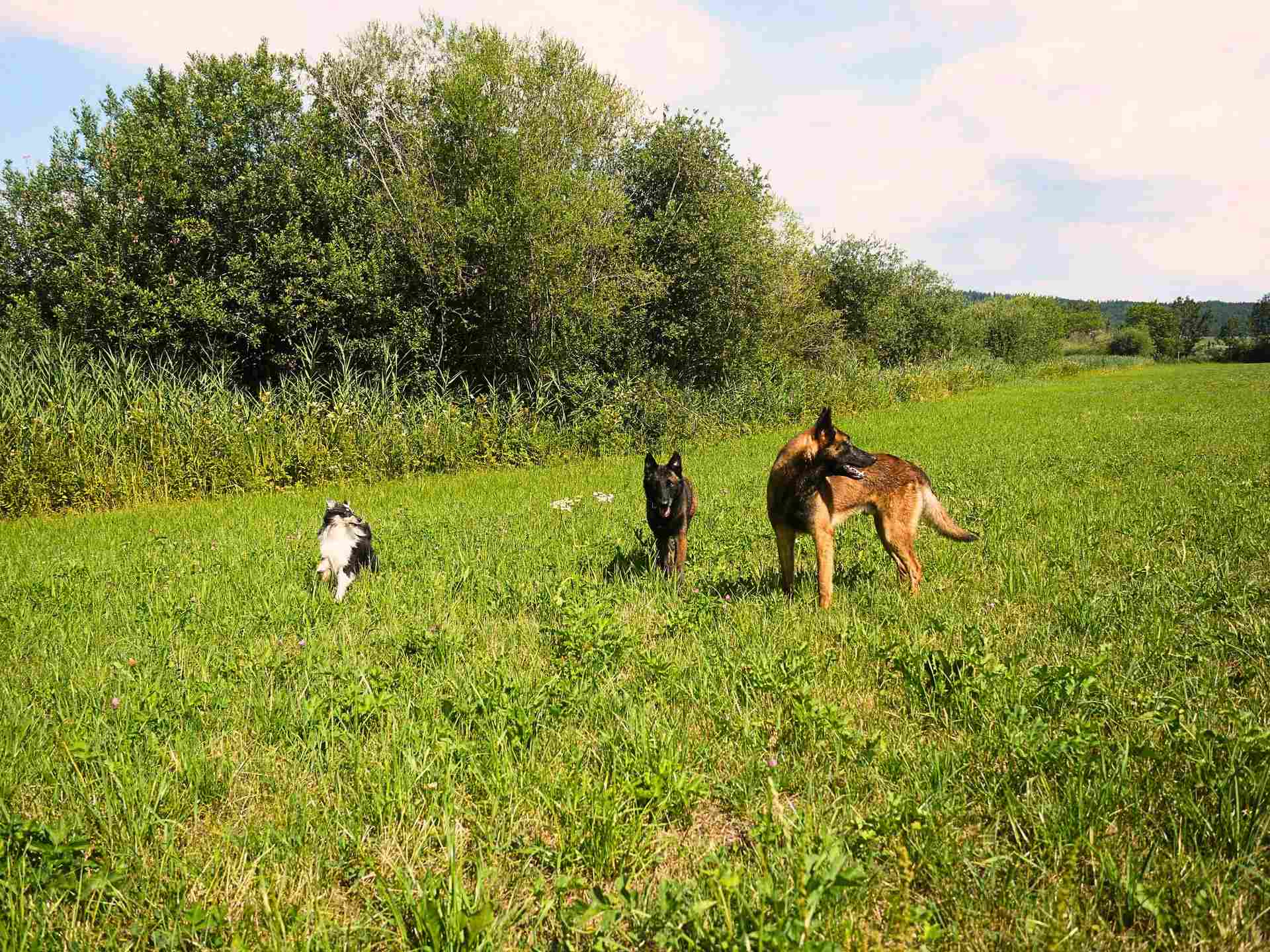 Cours d’éducation canine individuels et collectifs à Belfort